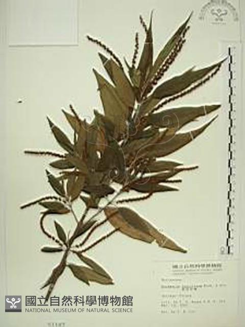 密花苧麻、木苧麻藏品圖，第1張