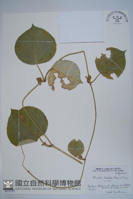 假防己藏品圖，第1張