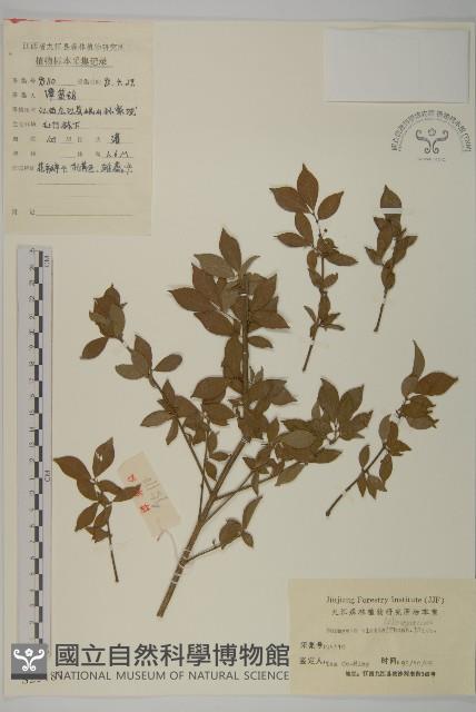 衛矛藏品圖，第1張