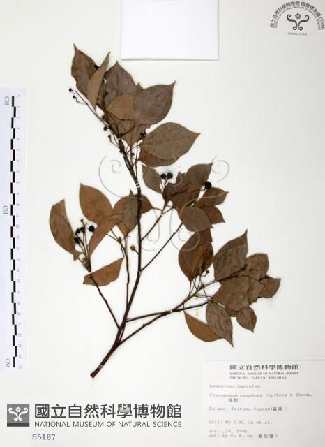 樟樹藏品圖，第1張