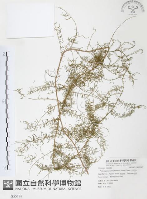 天門冬藏品圖，第1張