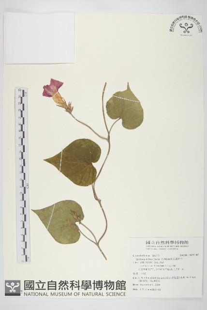 銳葉牽牛藏品圖，第1張
