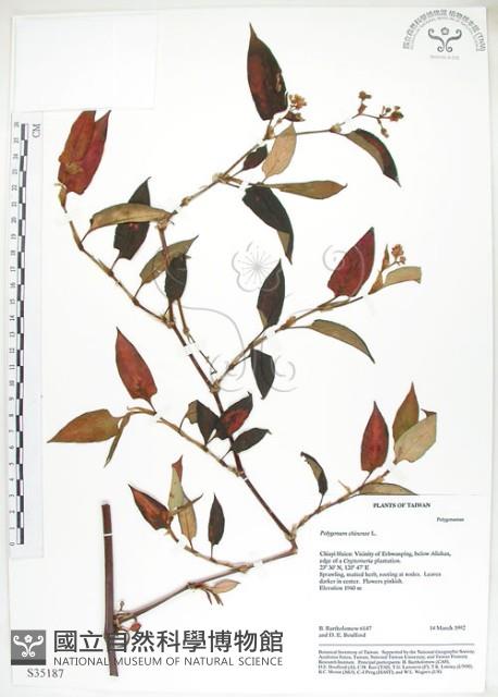 火炭母草、清飯藤藏品圖，第1張