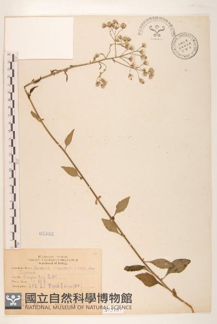 一枝香藏品圖，第1張