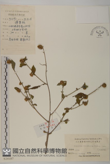 煙管草藏品圖，第1張