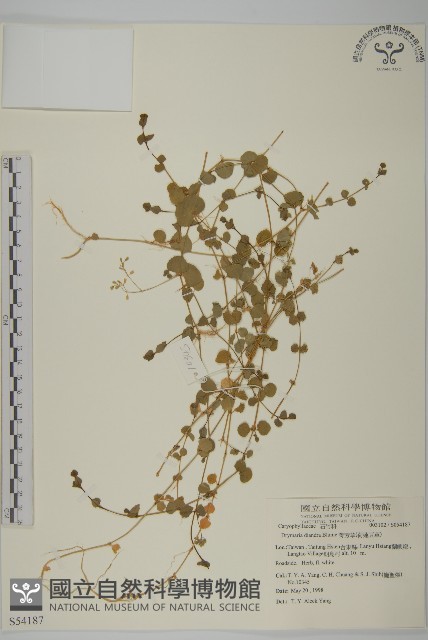 荷蓮豆草、菁芳草藏品圖，第1張