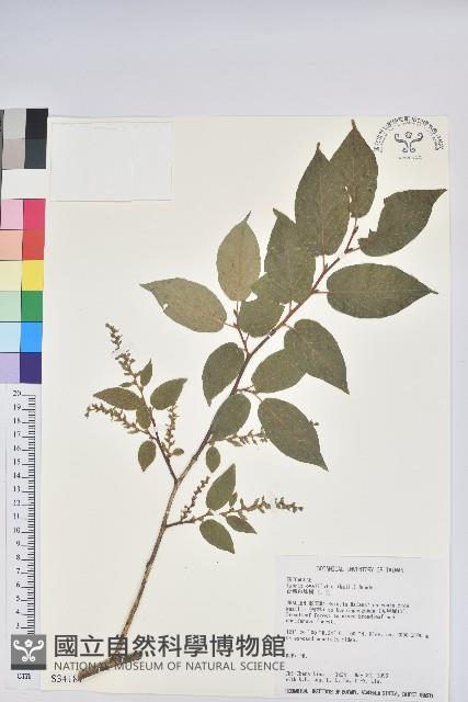 南燭藏品圖，第1張