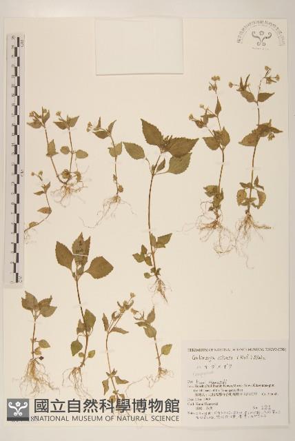 登錄號:S144187藏品圖，第1張