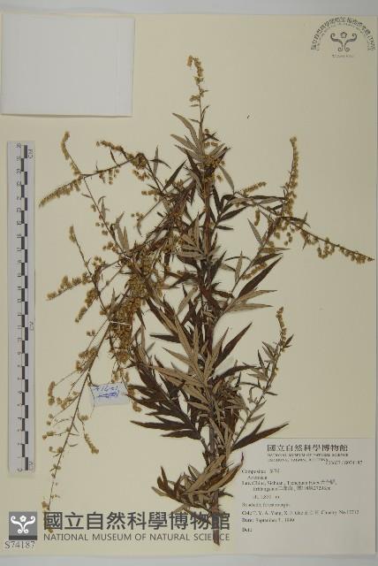 登錄號:S074187藏品圖，第1張