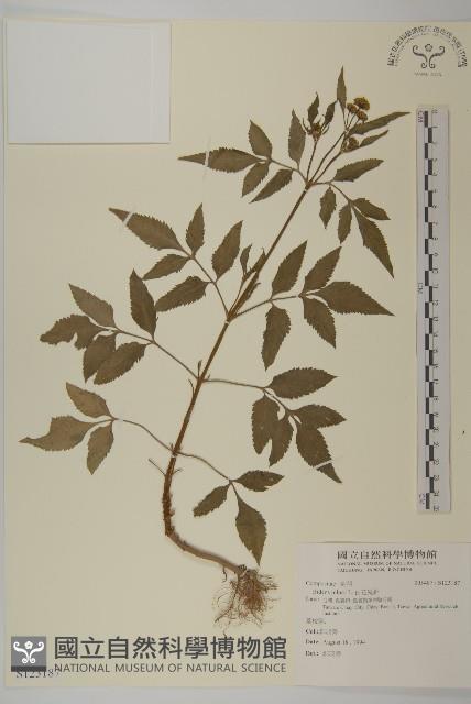 白花鬼針藏品圖，第1張