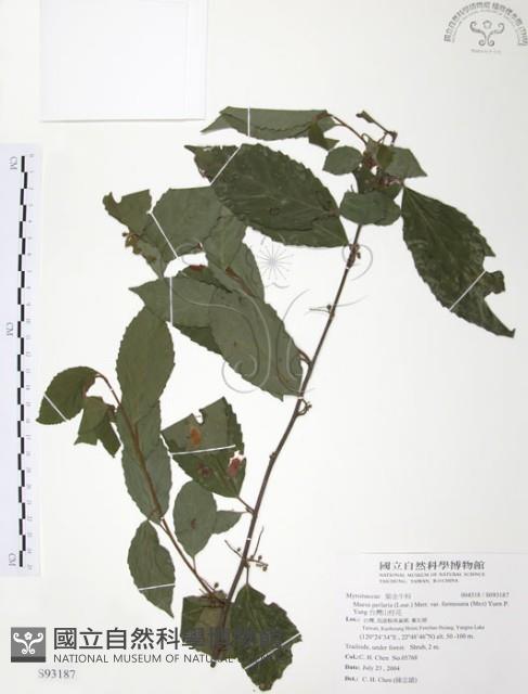 台灣山桂花藏品圖，第1張