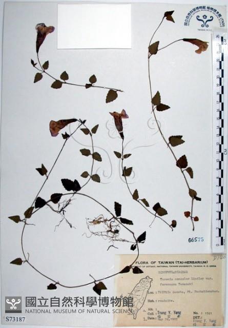 倒地蜈蚣、四角銅鑼藏品圖，第1張