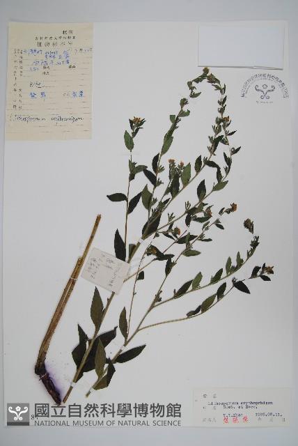 紫草藏品圖，第1張