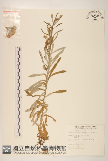 鼠麴草藏品圖，第1張