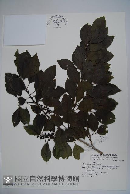 鐵冬青藏品圖，第1張