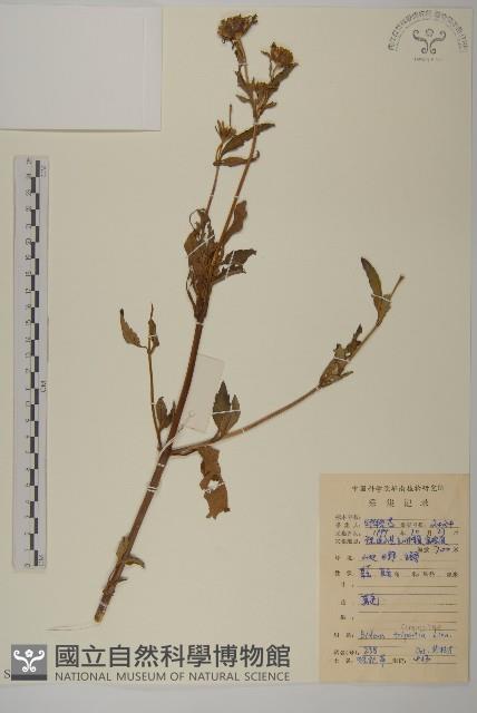 狼把草藏品圖，第1張