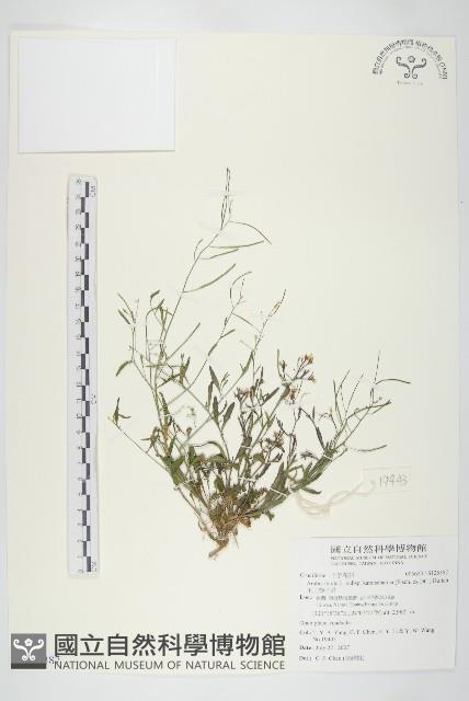 玉山筷子芥藏品圖，第1張