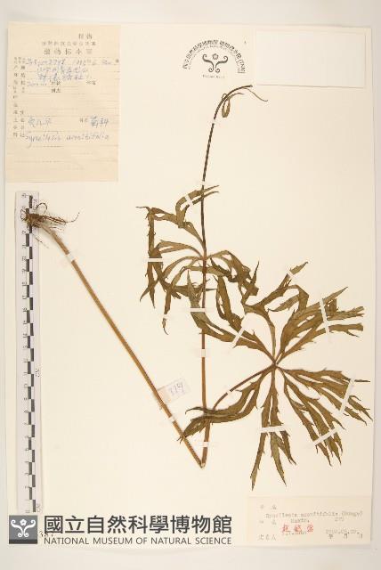 兔兒傘藏品圖，第1張