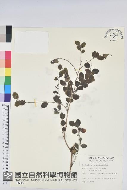 紅仔珠藏品圖，第1張