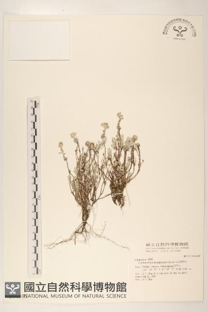 玉山薄雪草藏品圖，第1張