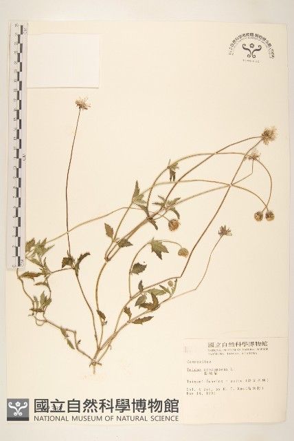 長柄菊藏品圖，第1張