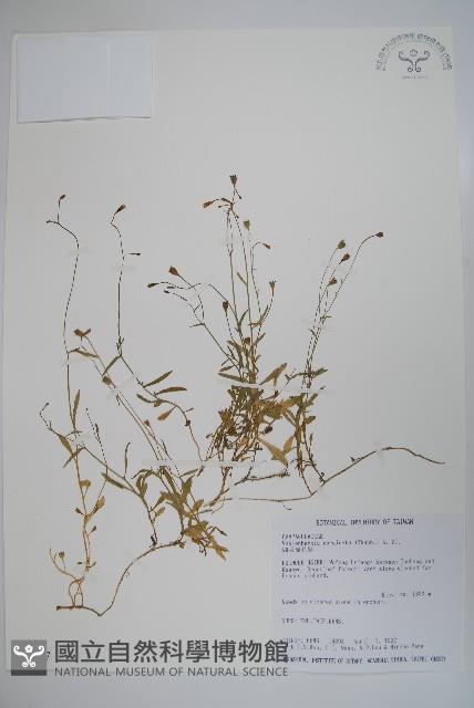 細葉蘭花參藏品圖，第1張