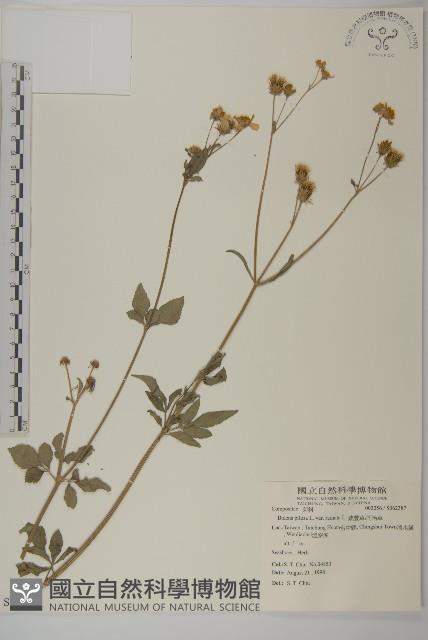 大花咸豐草藏品圖，第1張