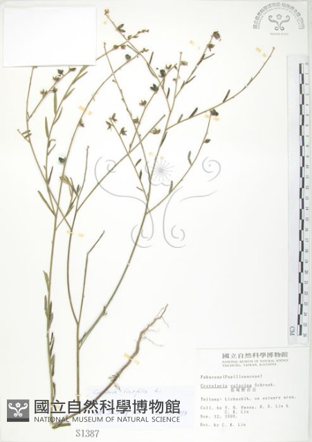 線葉野百合藏品圖，第1張