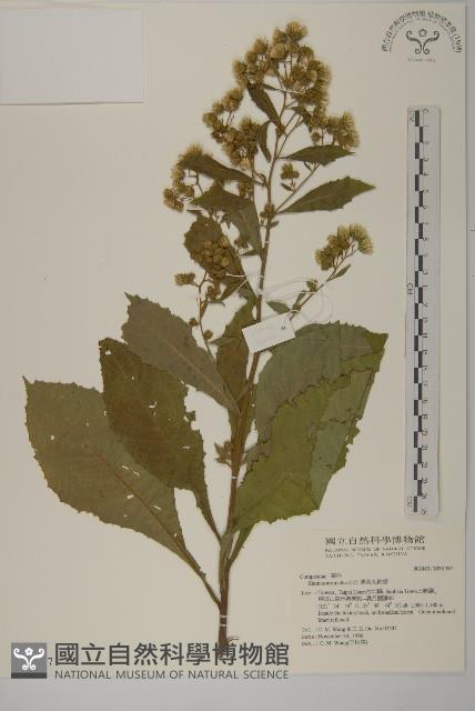 薄葉艾納香藏品圖，第1張