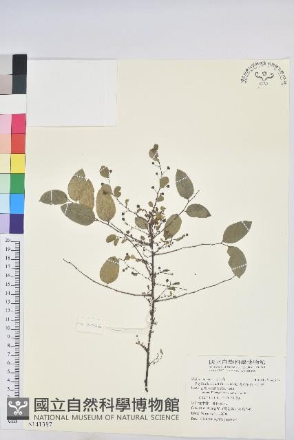 多花油柑、白仔藏品圖，第1張