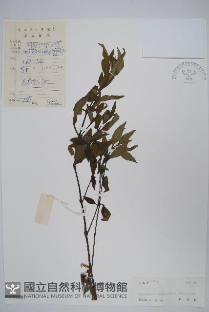 柳葉水蓑衣藏品圖，第1張