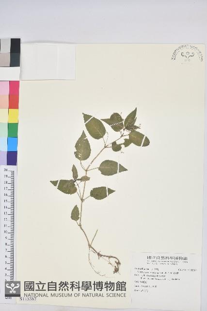 山靛藏品圖，第1張