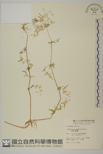 疏花繁縷藏品圖，第1張