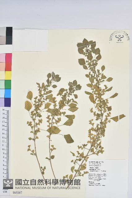 Accession Number:S065387 Collection Image