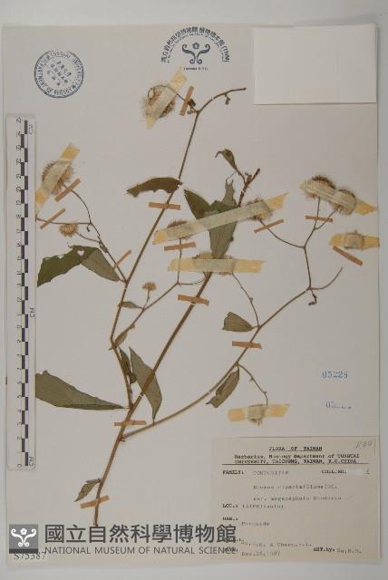 大頭艾納香藏品圖，第1張