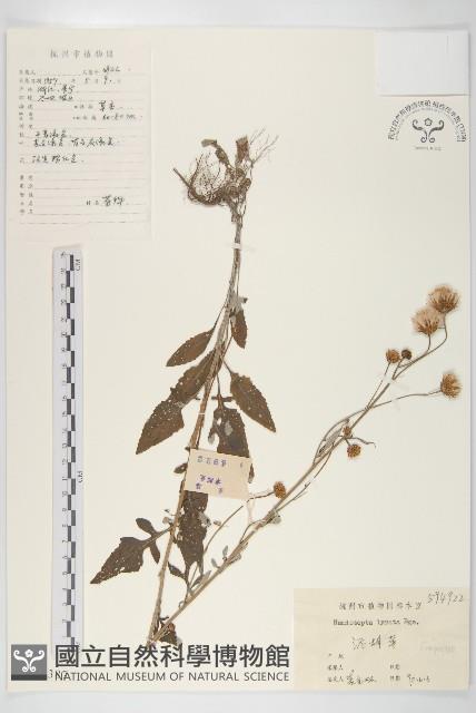 泥胡菜藏品圖，第1張