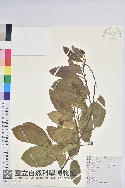 茅栗藏品圖，第1張