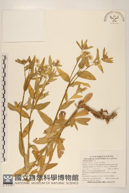 白頂飛蓬藏品圖，第1張