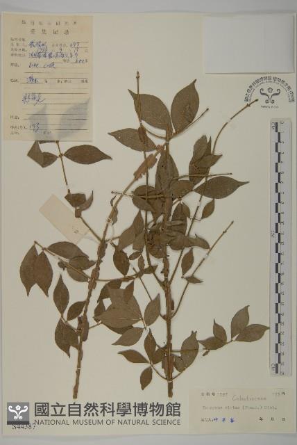 衛矛藏品圖，第1張