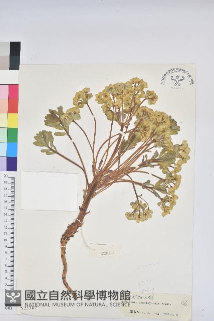 喜馬拉雅大戟藏品圖，第1張