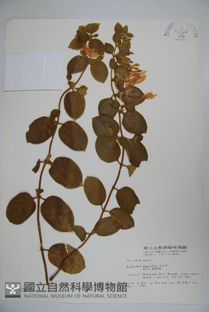 忍冬、金銀花藏品圖，第1張