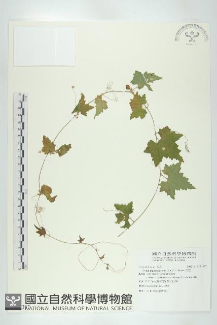 天花藏品圖，第1張