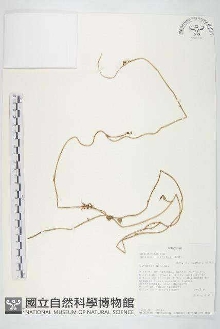 登錄號:S093387藏品圖，第1張