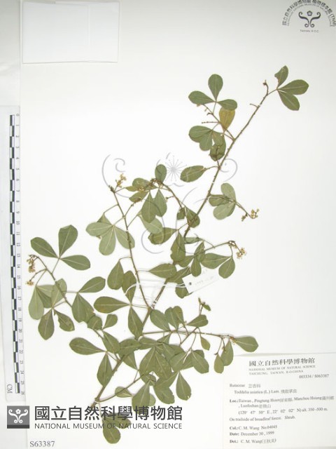 飛龍掌血藏品圖，第1張