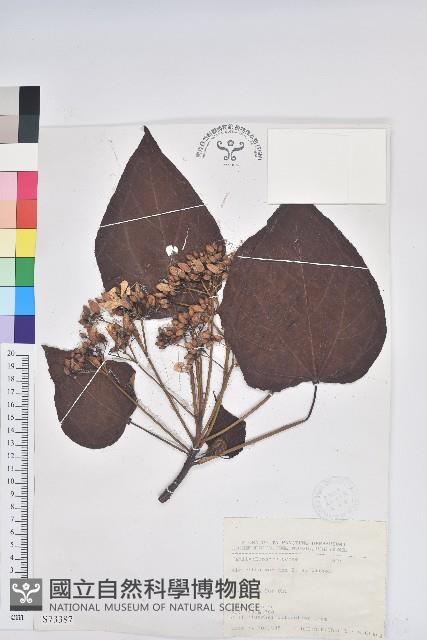 廣東油桐、皺桐藏品圖，第1張