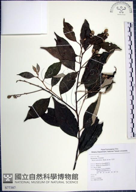 紅皮、葉下白、赤仔尾藏品圖，第1張