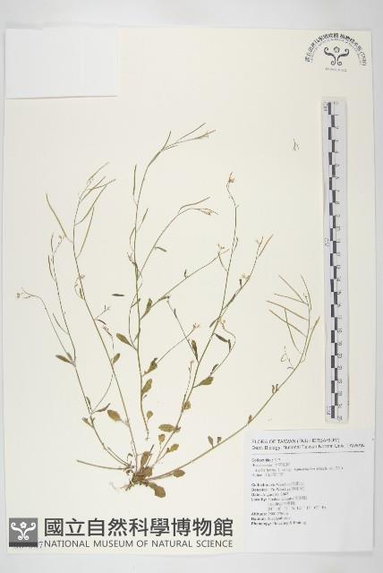 玉山筷子芥藏品圖，第1張