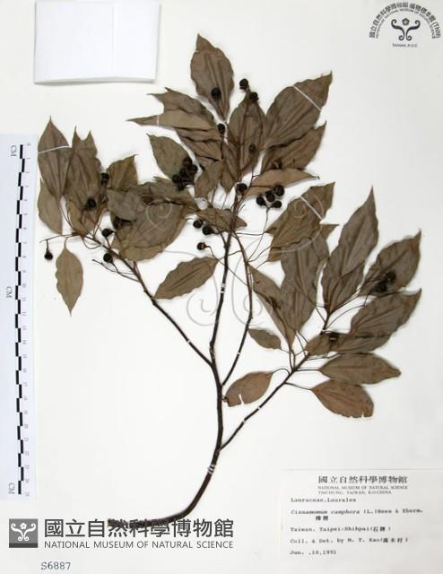 樟樹藏品圖，第1張