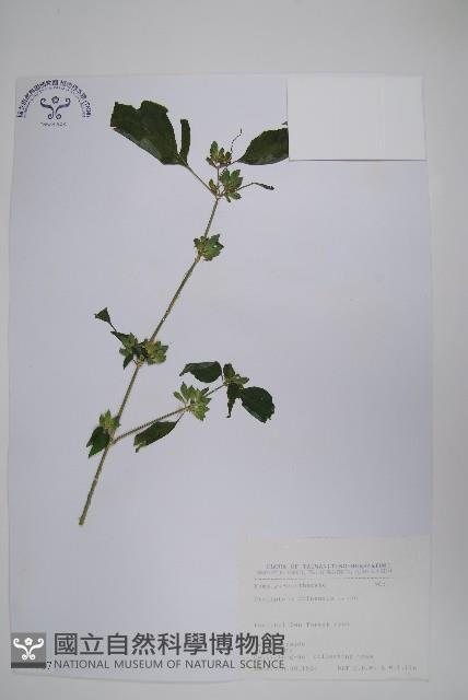 華九頭獅子草藏品圖，第1張