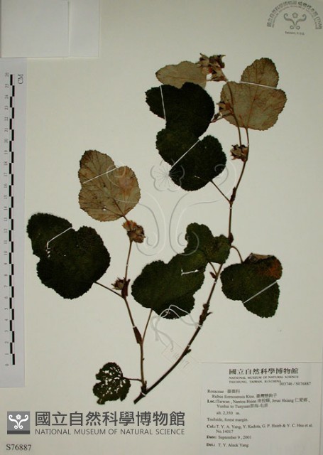 臺灣懸鉤子藏品圖，第1張